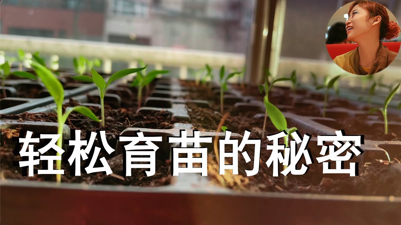 成功育苗一招搞定，育苗的秘密，知道了这5个要点，新手也可以轻松育苗