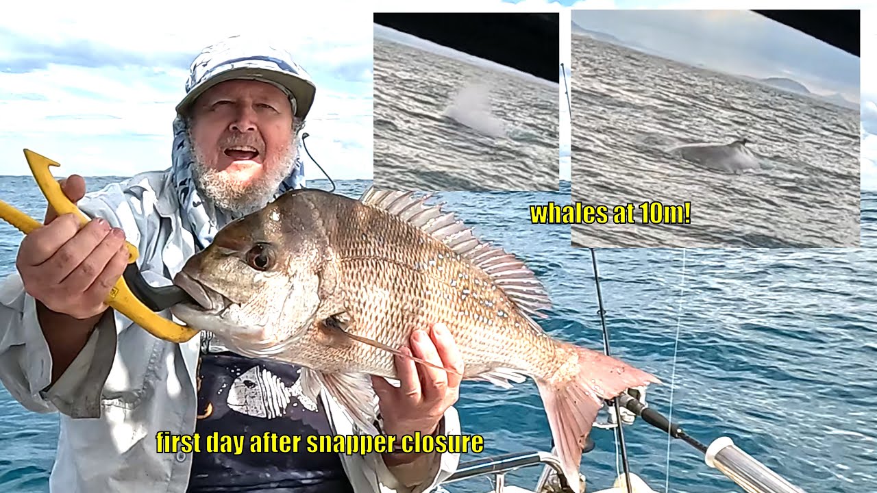 What's biting inshore reefs Sunshine Coast QLD 2024 August. Whales too close for comfort! Snapper.