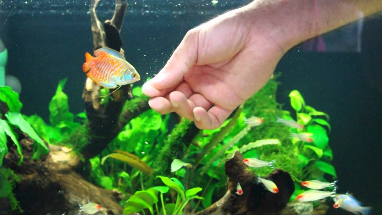 Hand feeding Colisa