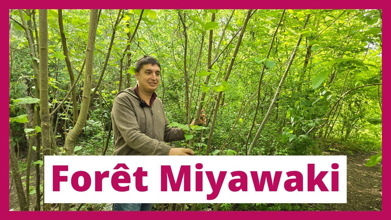 Reconstitution d'écosystèmes forestiers 10 fois plus rapide : La méthode Miyawaki avec Urban Forests