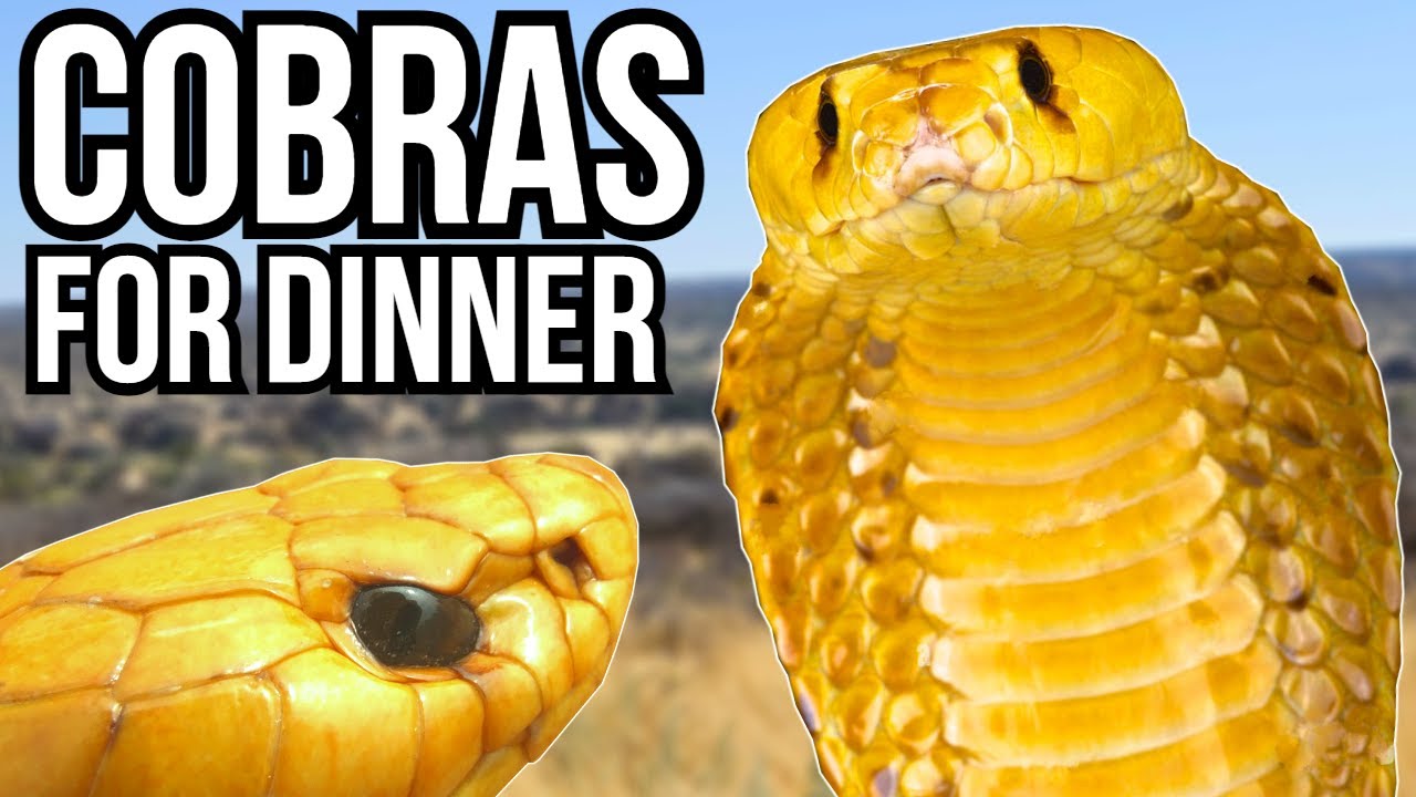 5 Strange Examples Of Animal Cannibalism