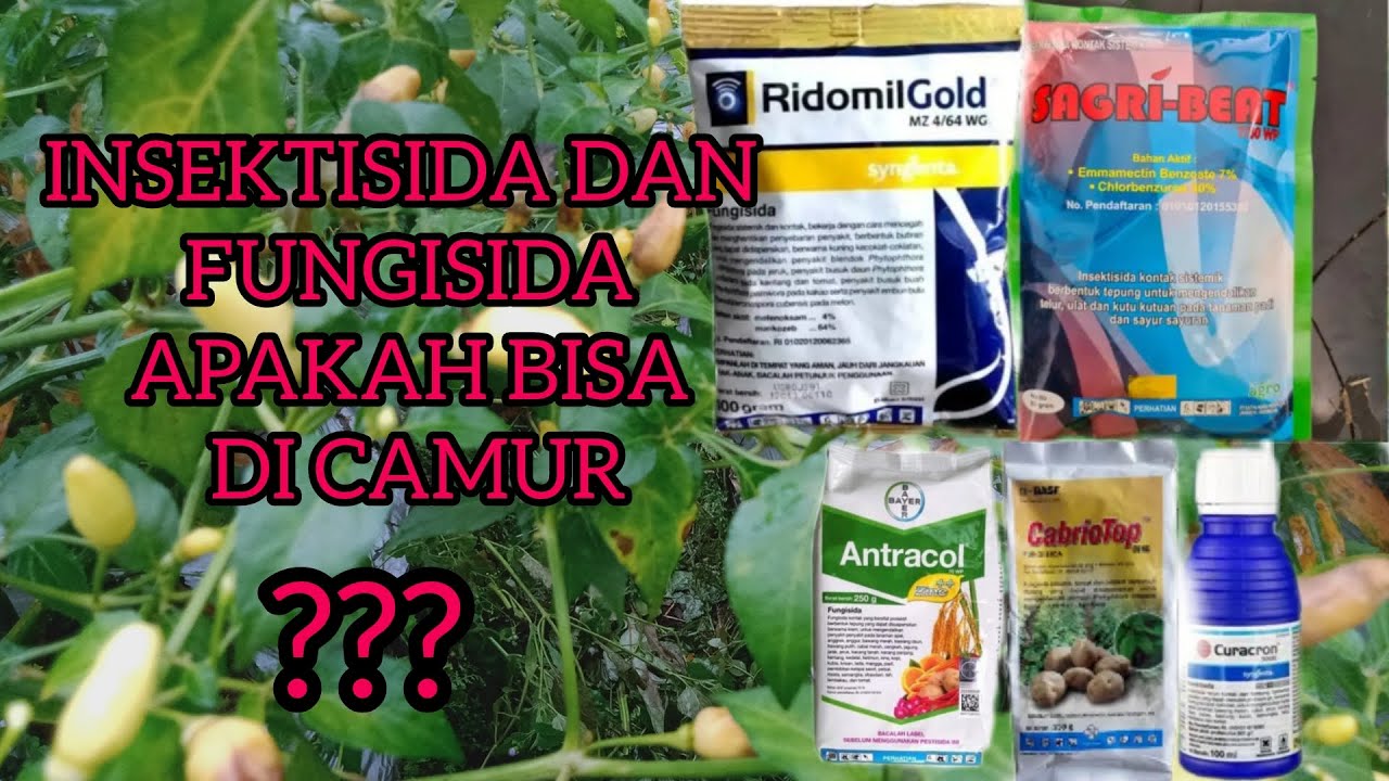 Apa boleh insektisida di campur fungisida??Cara mencampur pestisida