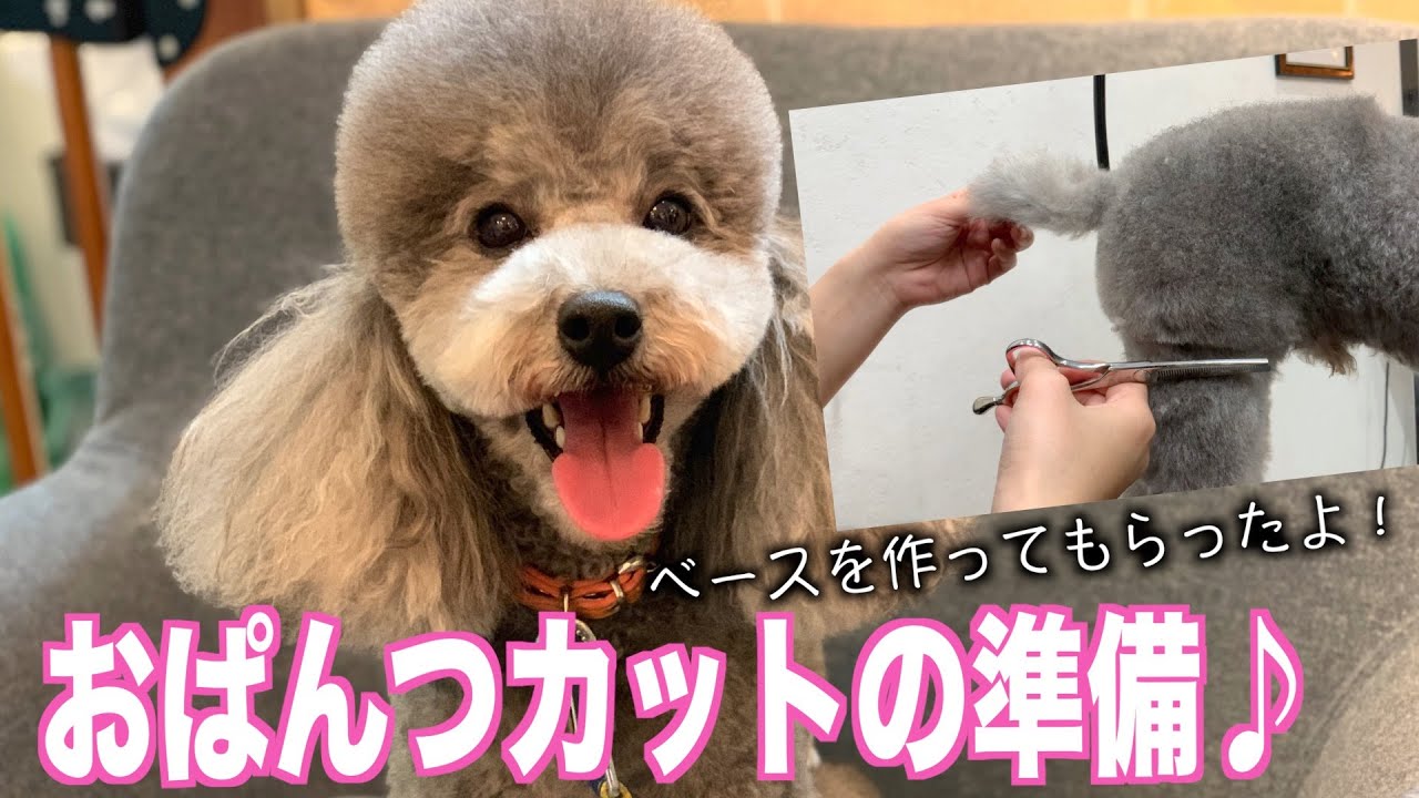 おぱんつカットのベース作り♪トイ・プードル「チョコくん」2021年1月20日(水)