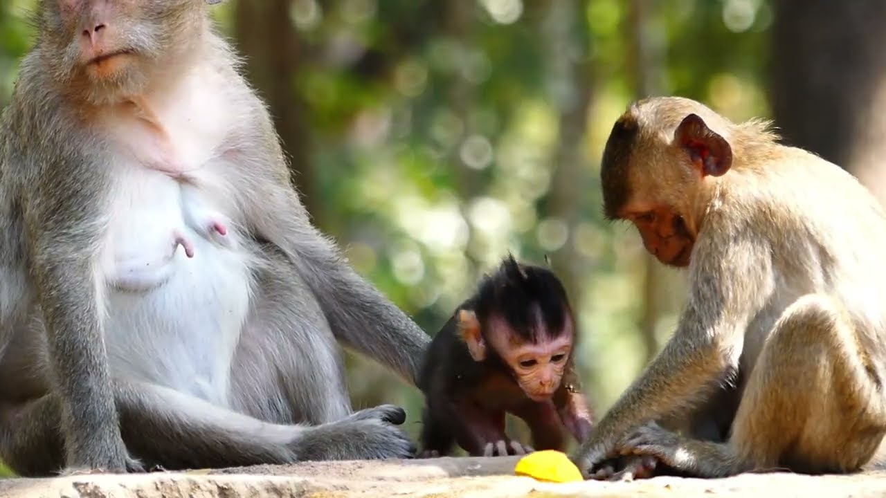 Lonny monkey take baby out from Mom, So She like care them in warmly