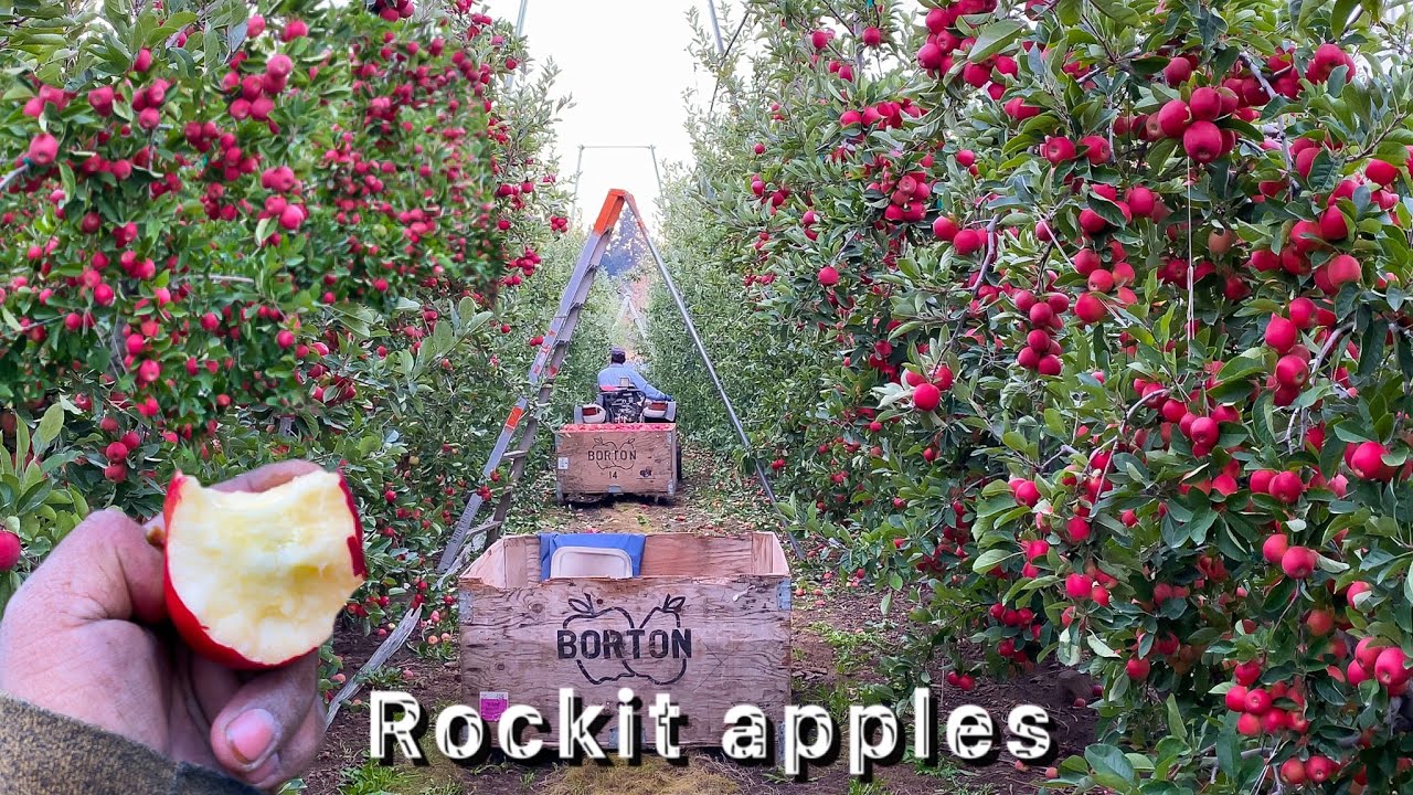 50 долларов за целый ящик этих нарезанных яблок 😱🍎 Яблоки сорта «Ракета» 🍎