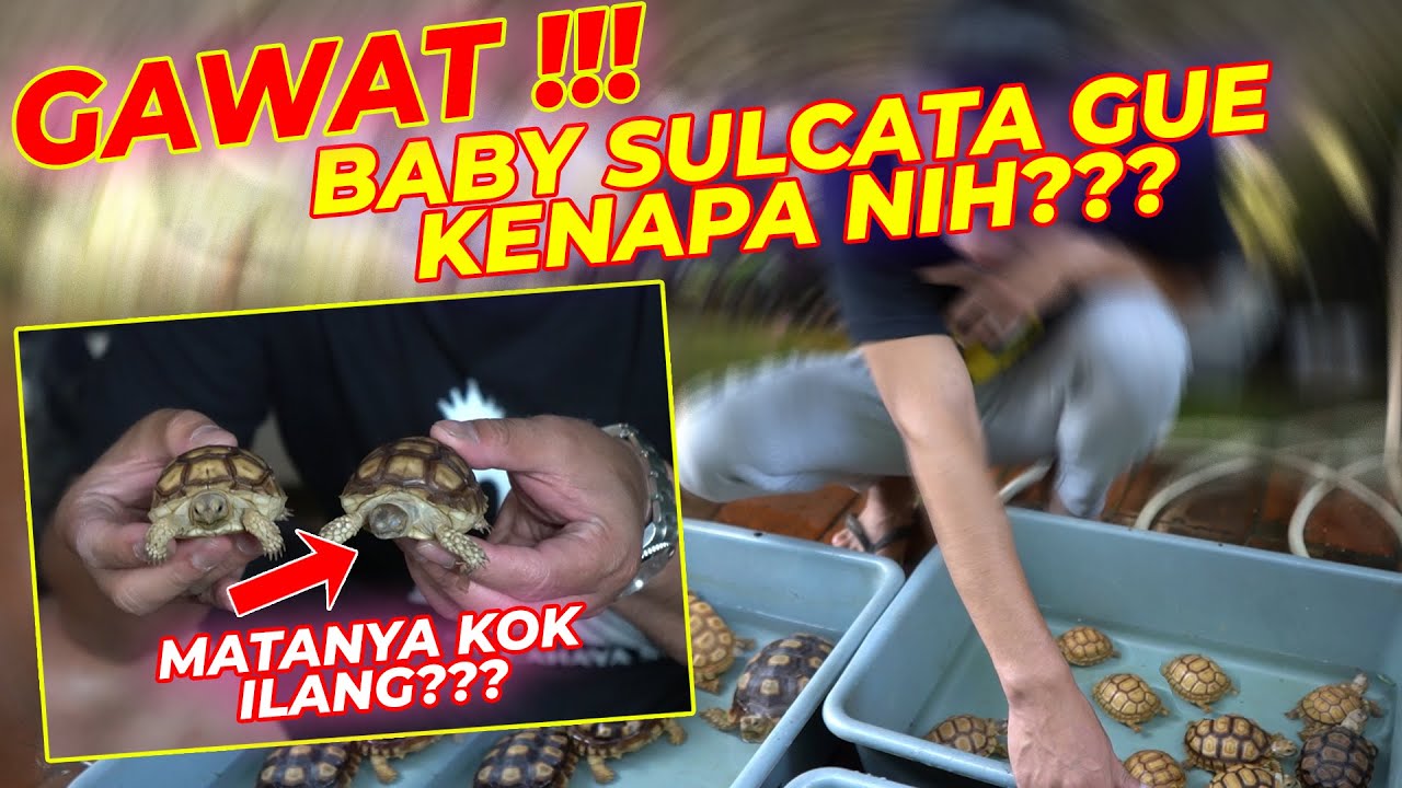 CARA MERAWAT DAN MENGATASI BABY SULCATA YANG SAKIT | DIJAMIN AMPUH !!!