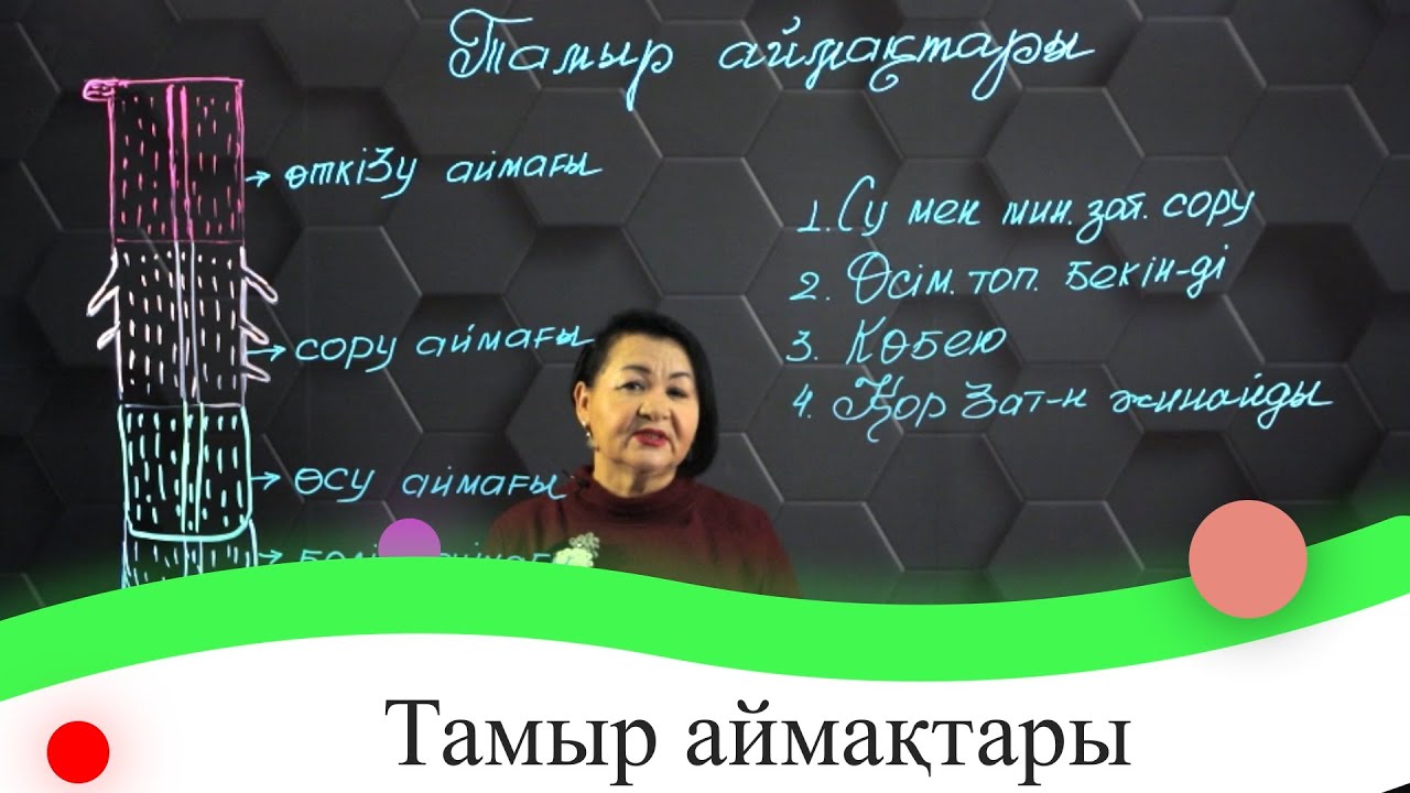 Тамыр аймақтары. 8 сынып.