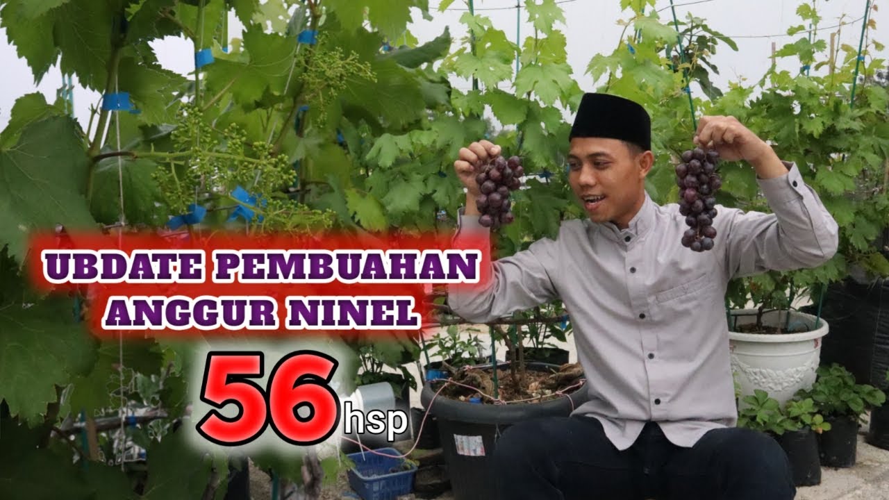 ubdate pembuahan anggur ninel ( TABULAMPOT ANGGUR )