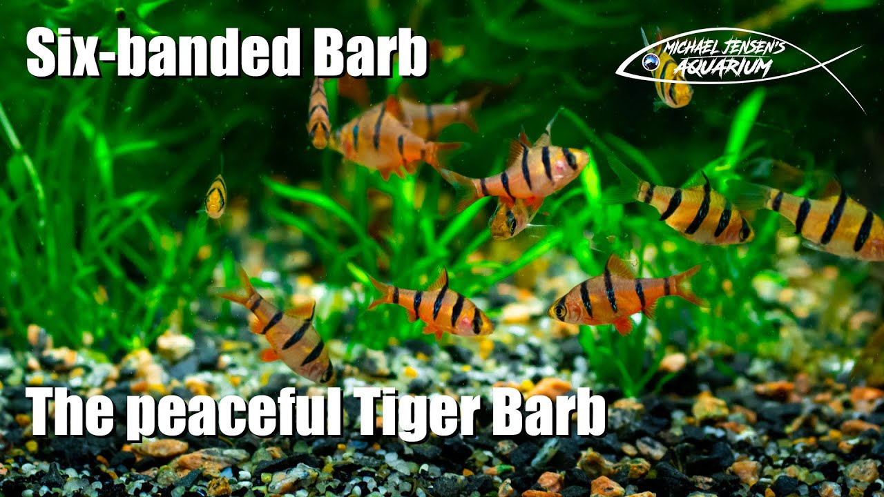 Six banded barb - the peaceful Tiger Barb