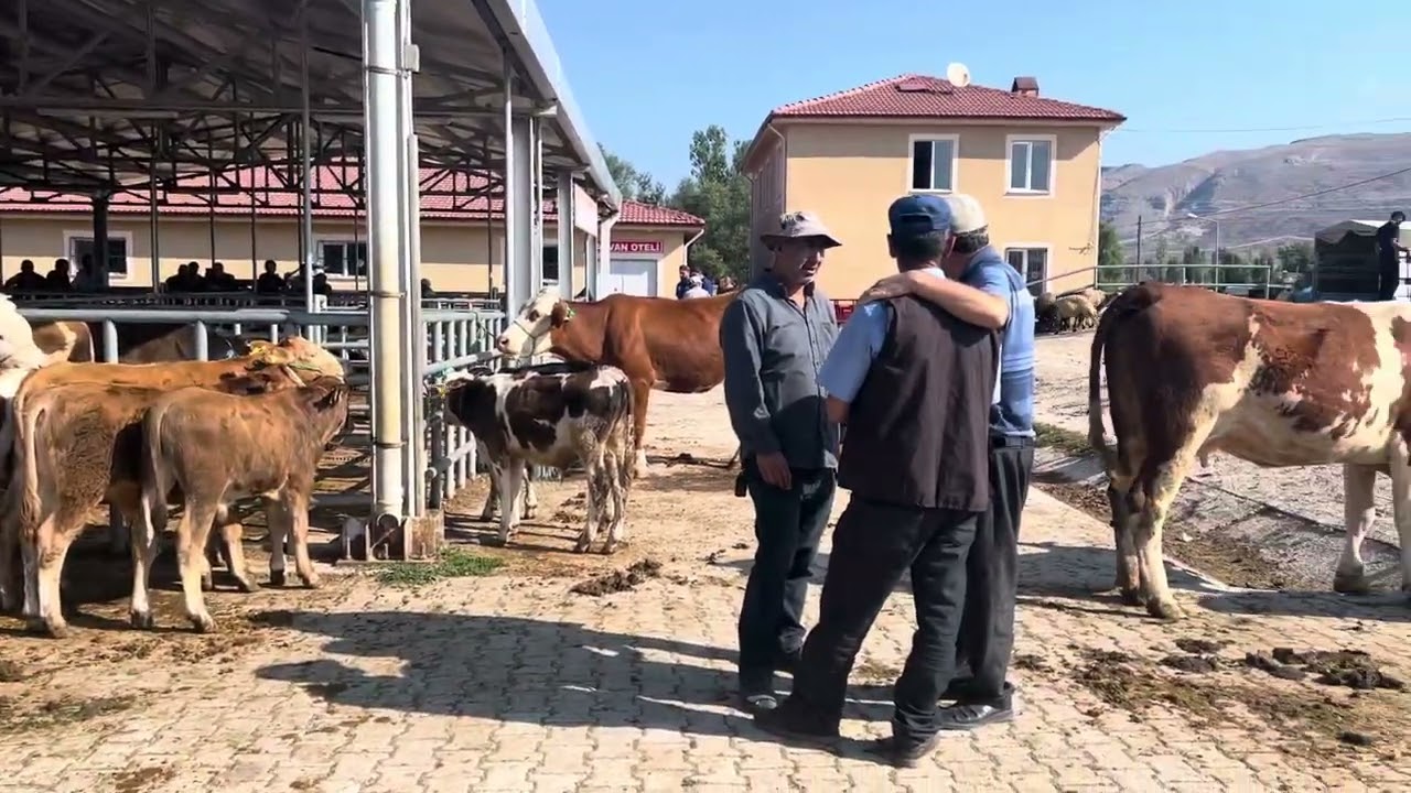 Gumushane/Kelkit Hayvan Pazari 31.08.2024