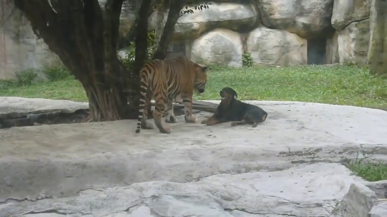 rottweiler vs tiger