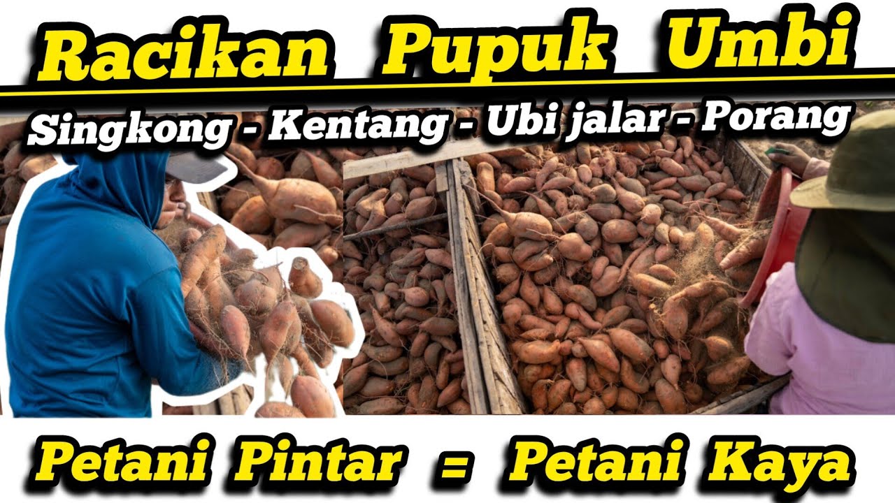 🥔Pupuk Untuk Singkong, Kentang, Porang, Wortel  🍠 Panen Naik 3X Lipat 💰 (*Koreksi Meroke SoluMag)