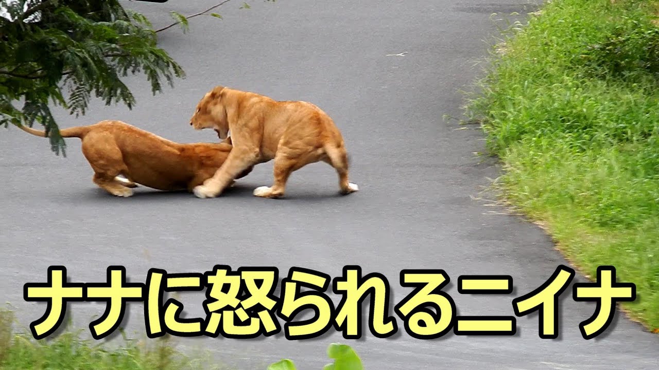 ナナに怒られるニイナ　〜 Lion (ライオン)〜　多摩動物公園