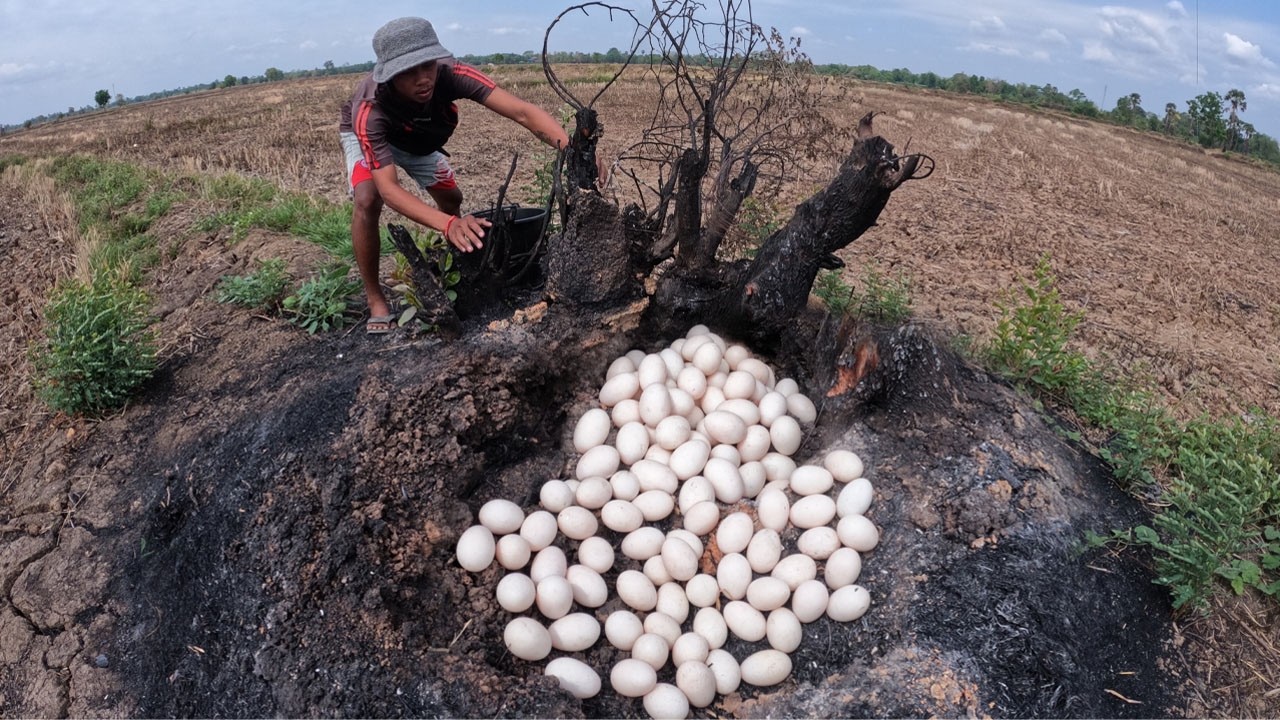 Skills Farmer - Pick a lot of duck eggs near tree trunk in rice field by lucky hand