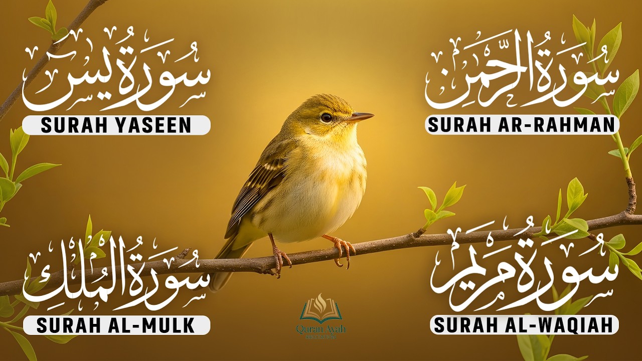 Relaxing Quran Recitation of Surah Yaseen | Rahman | Waqiah | Mulk | Reciter Ashraf Hussain 07