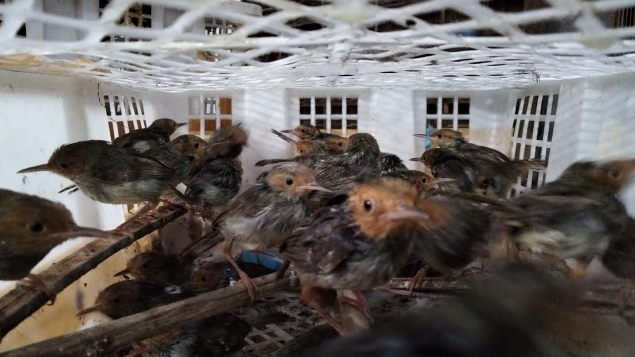 bongkaran burung geden murai medan - anis merah - trucuk - perjak - jalak - cendet  DLL