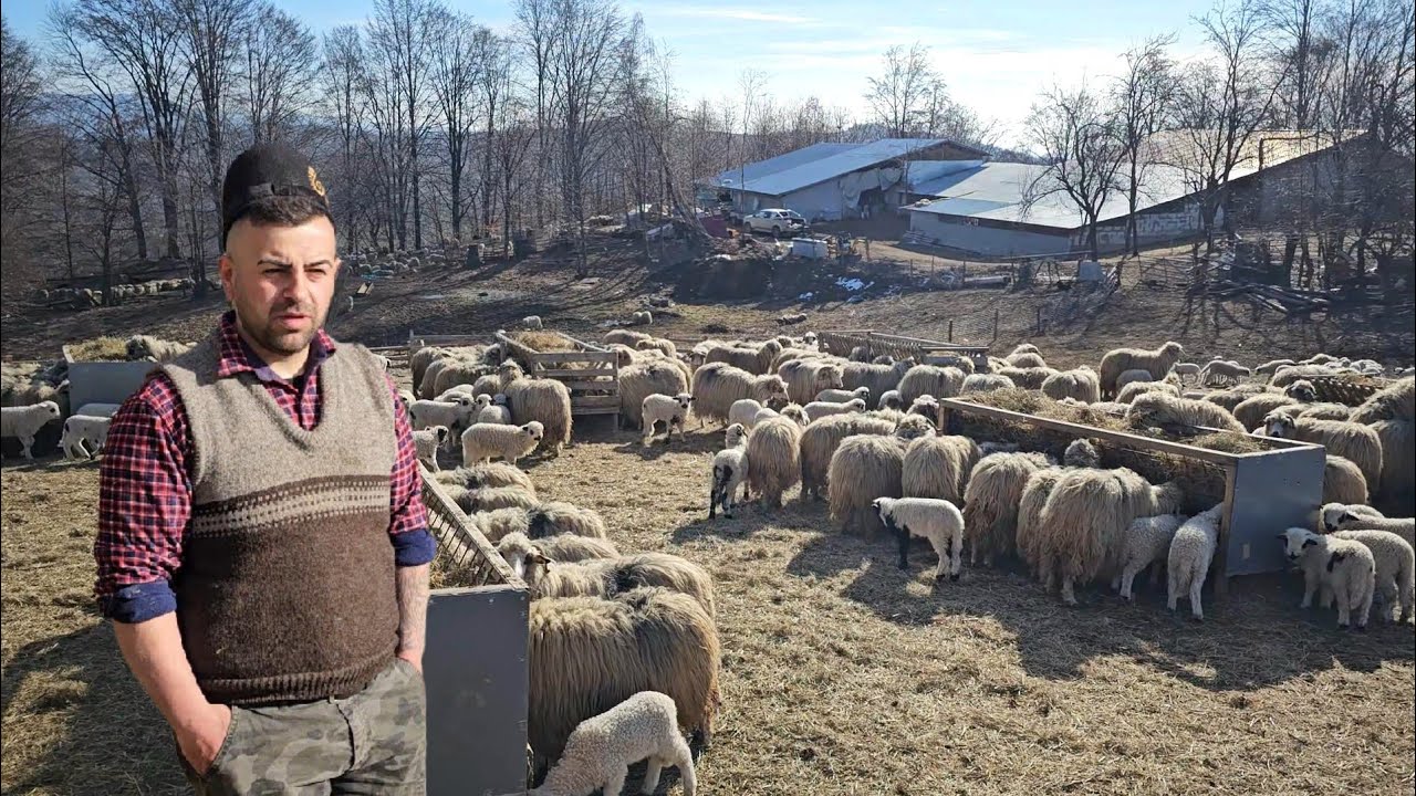 SUTE DE OI TURCANE SI MIELUTI,LA ALEXANDRU ILIESCU,UN TANAR GOSPODAR DIN COMUNA TALEA.