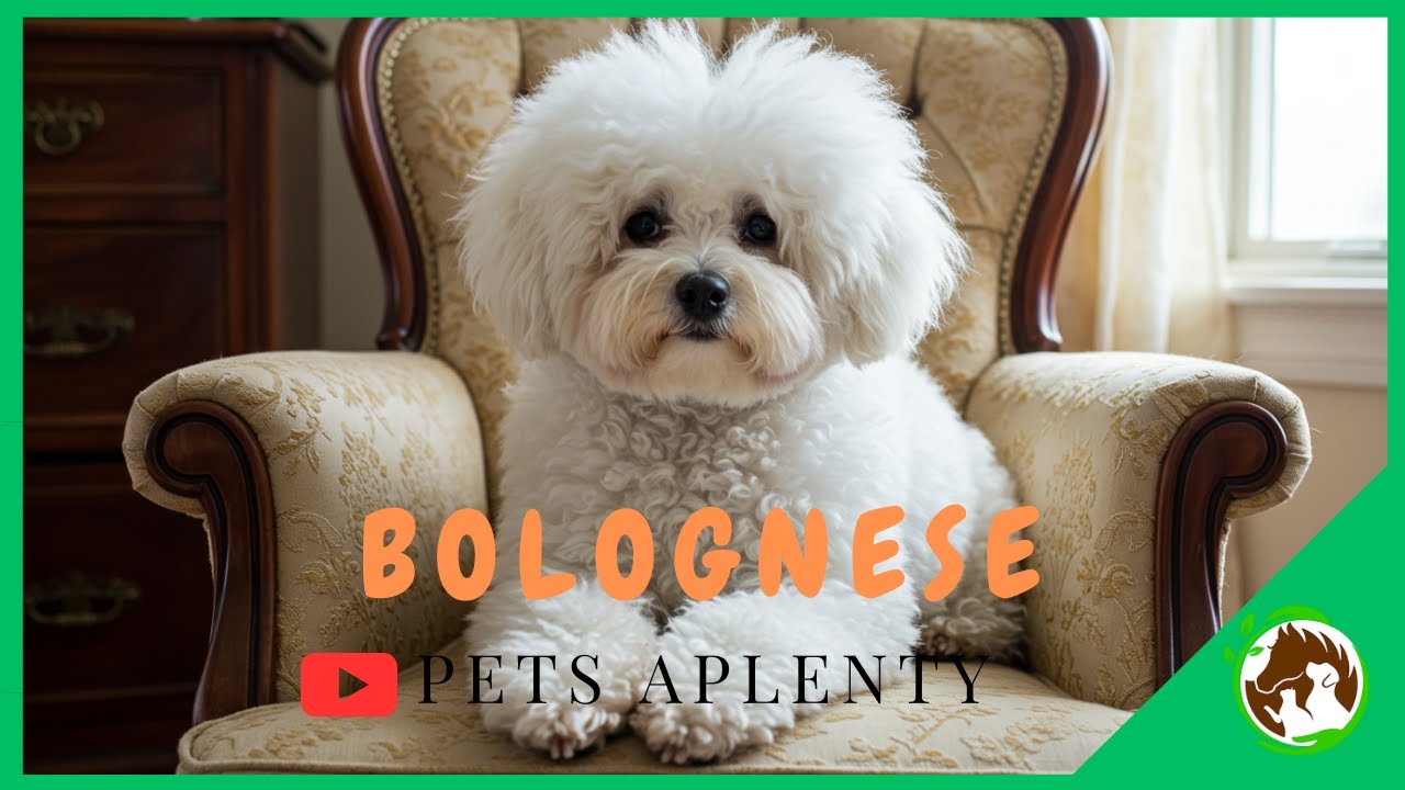 Bolognese Dogs 101 | Discover Their Charm!