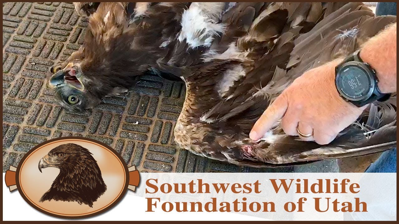 Eagle's Turkey Hunt FAIL