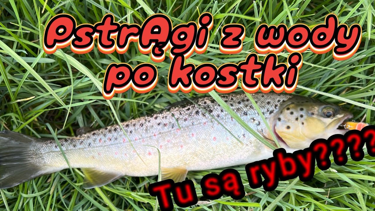 Pstrągi na nieznanych wodach !!! | Pstrąg z kałuży | PSTRĄGI W KWIETNIU
