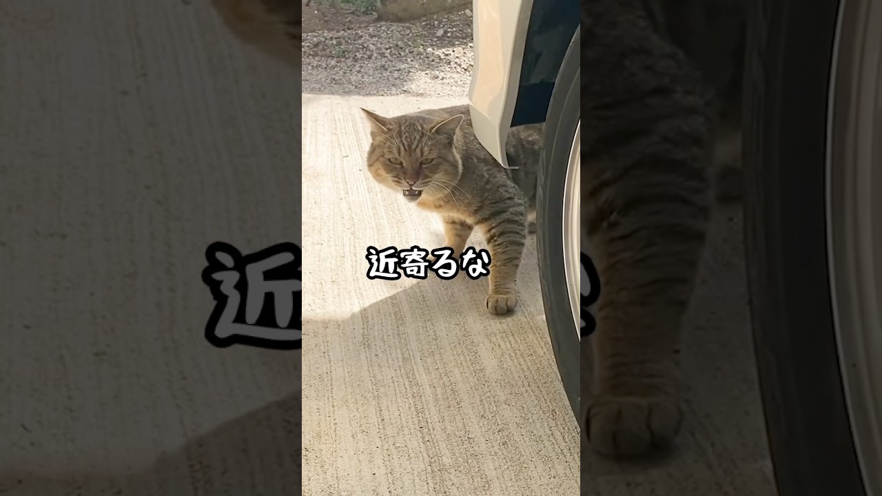 野良の成猫を保護して子供みたいに大事に育てたらこうなった #野良猫 #保護猫 #猫ッチョファミリー