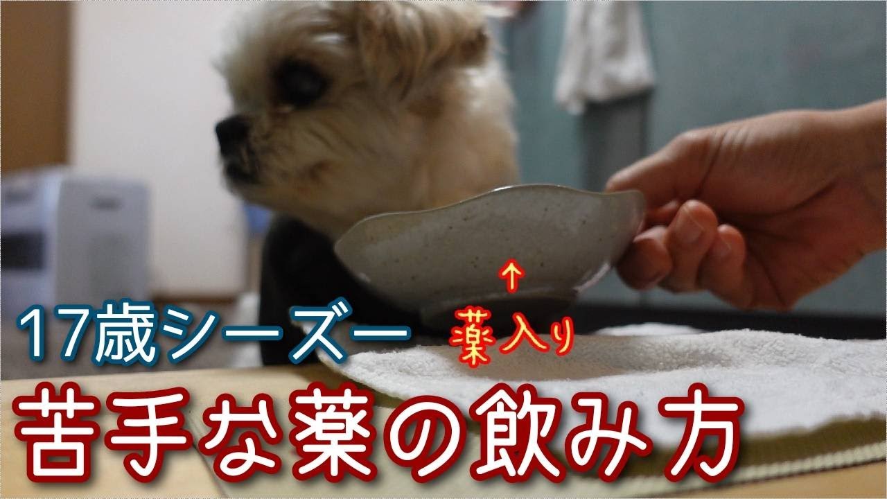 【薬の飲み方】薬が嫌いな17歳シーズー：リン。毎日朝晩薬を飲みます。そんなリンの薬の飲み方。