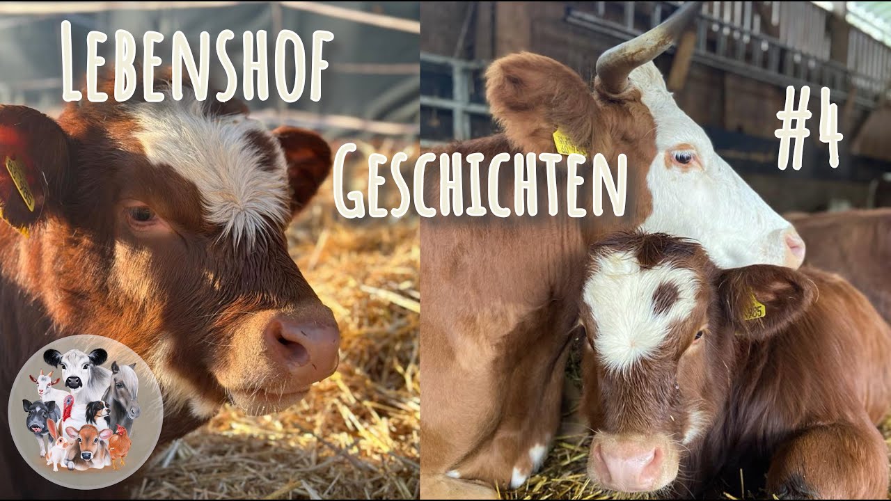 Einzug Kuh Hanni mit Sohn Mogli – Lebenshof Geschichten # 4