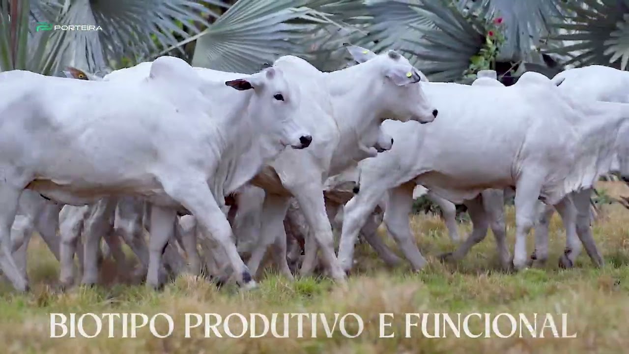 31º Leilão Nelore Cometa traz uma oferta exclusiva