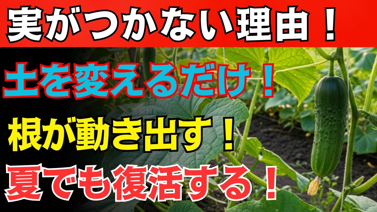 【必見】キュウリが弱る９９％の理由とは？土を整えるだけで根の力が戻る！