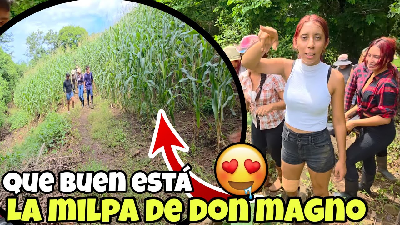 Miren Que Buena😍Tiene La Milpa Odalis hoy Aremos Atol De Elote 🌽 