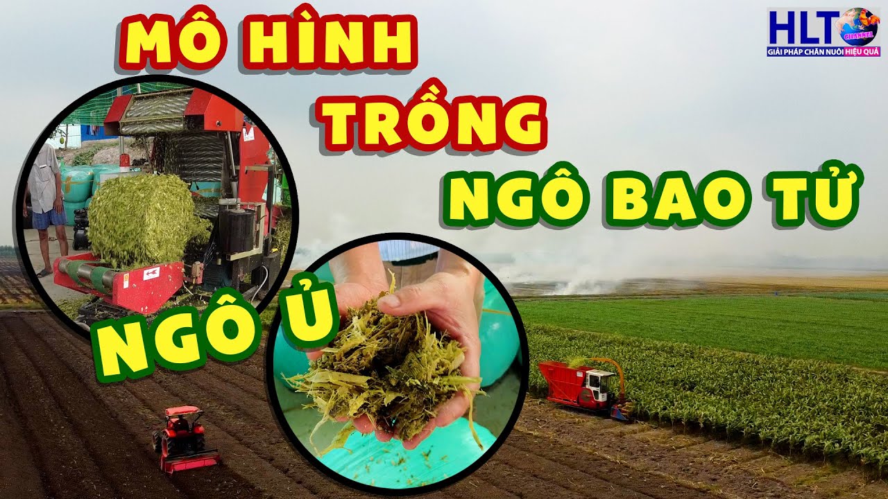 Review mô hình TRỒNG NGÔ BAO TỬ & Tận Dụng Nguyên Liệu Có Sẵn Để Sản Xuất Ngô Ủ Cung Cấp Cho Trại Bò