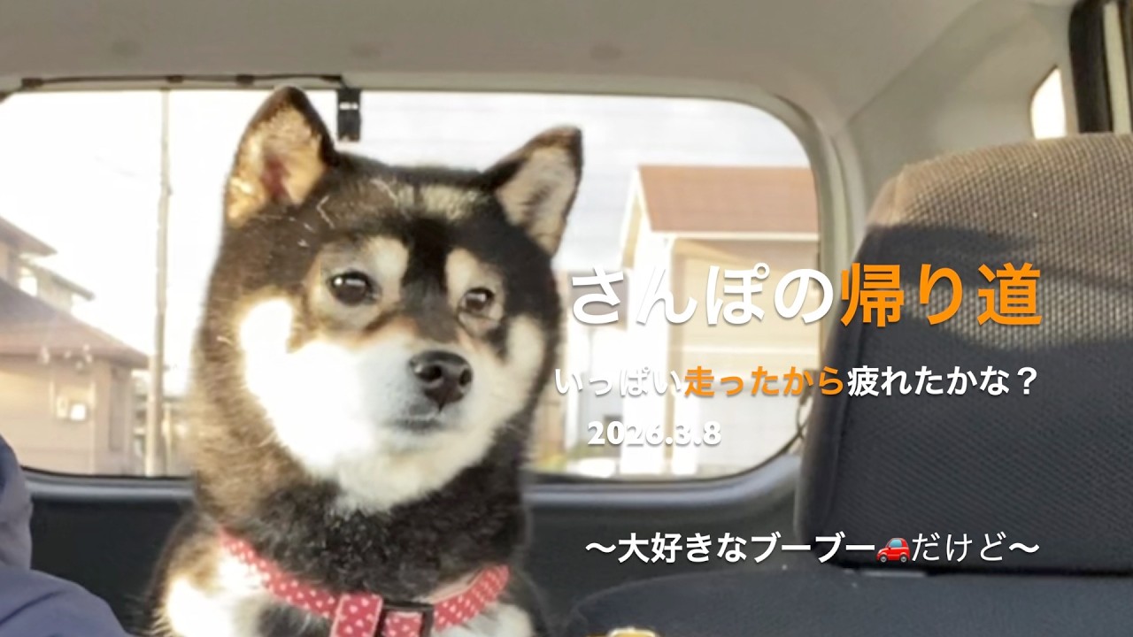 【優しい時間がここには流れています】大好きなブーブー🚗なのに,お疲れ気味だね(2026.3.8)🐶【昔保護犬だった黒柴ツバちゃん】