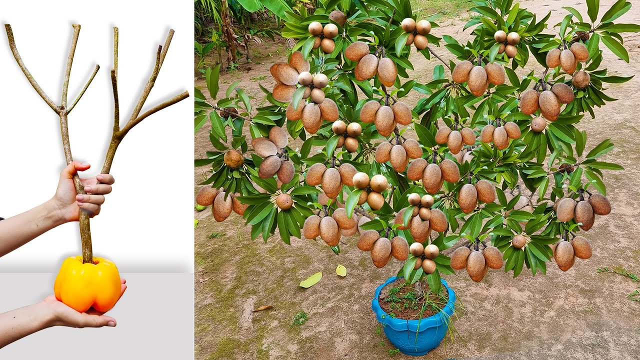 Unique Skill Grafting Sapodilla Tree with Yellow​​​ Pepper and Aloe Vera Make A lot of Fruit