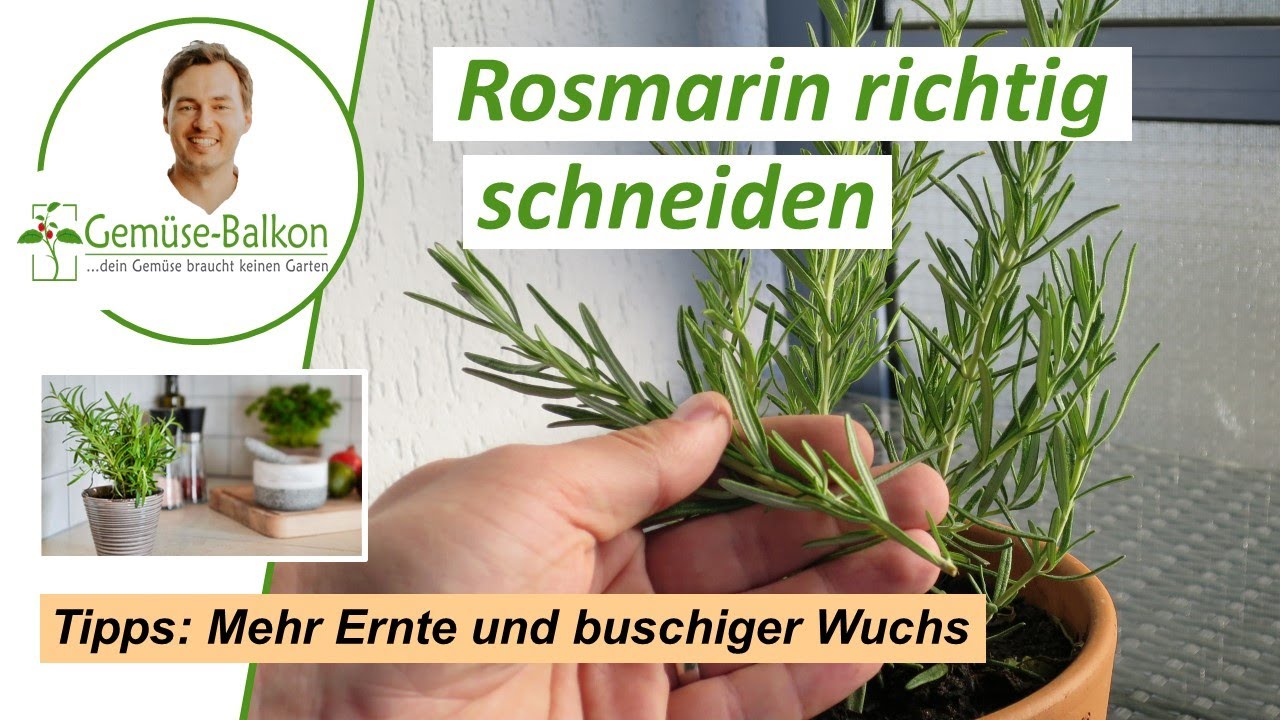 Rosmarin 🌿 richtig schneiden ✂️ und ernten für buschiges Wachstum 🌴 und reiche Ernte