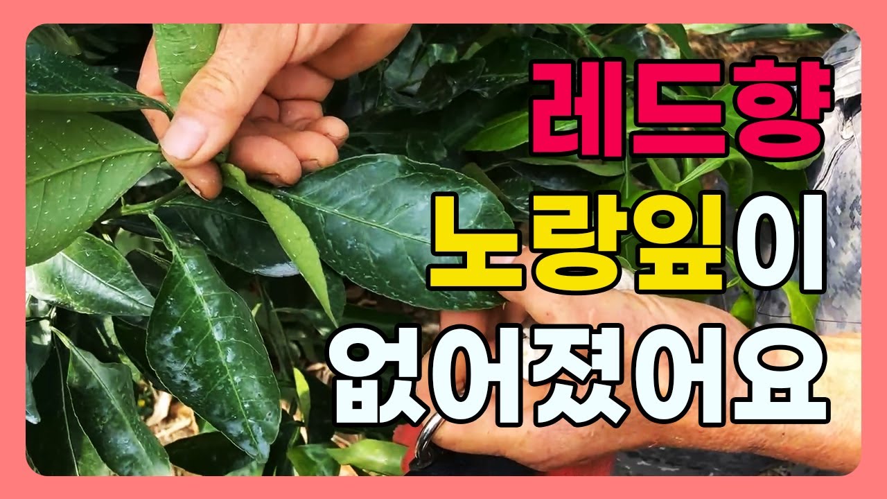 레드향 노랑잎이 사라졌어요 - 레드향 하우스 9월 13일 방문