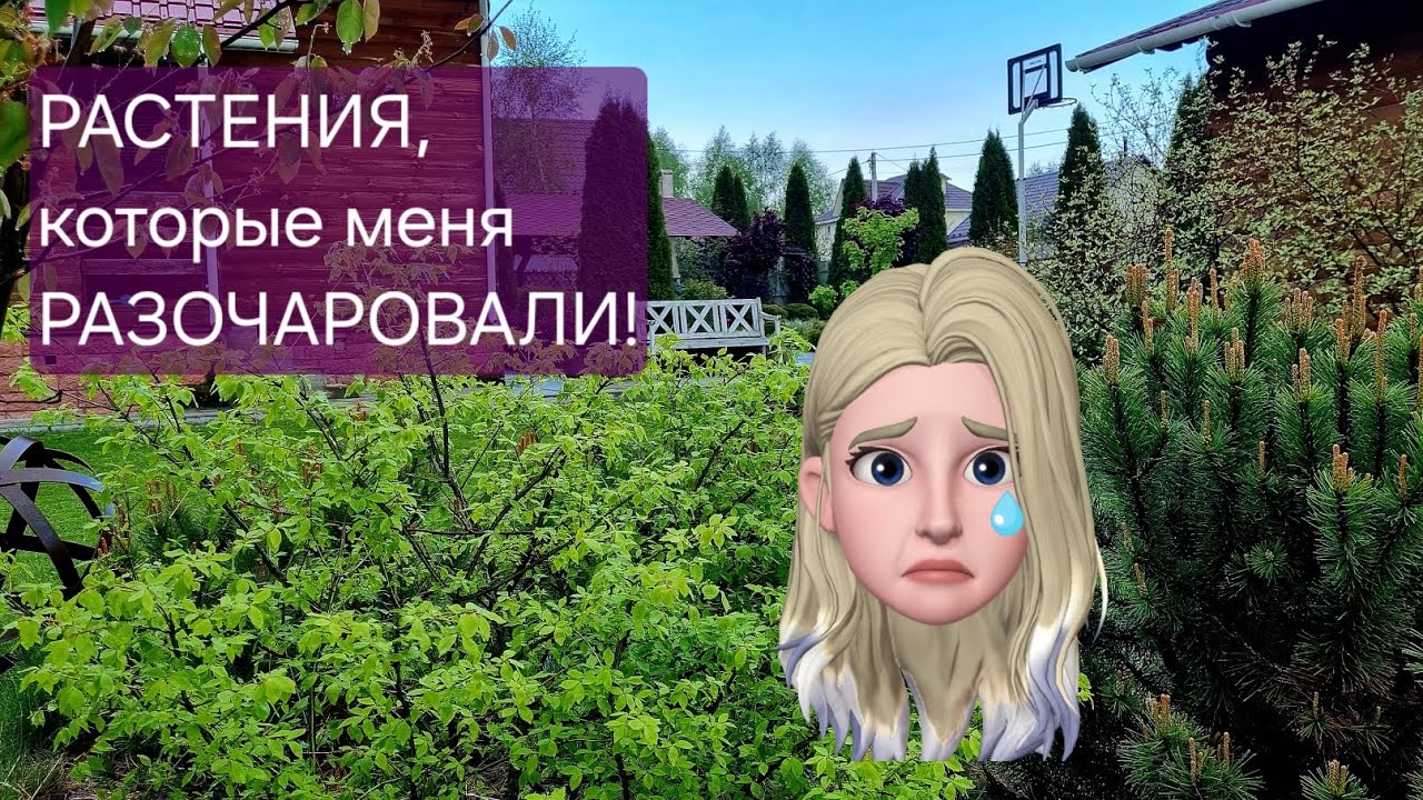 Растения - РАЗОЧАРОВАНИЯ! ТОП 5 кустарников, которые больше не посажу!