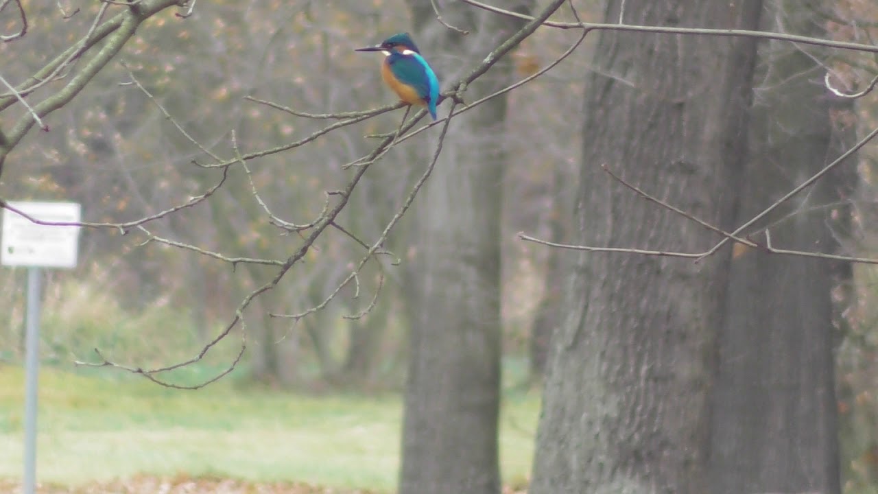Der Eisvogel