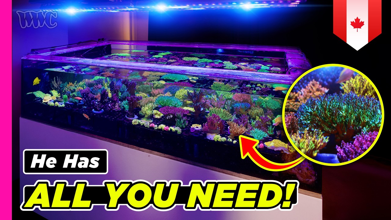 WheelmanCorals изнутри: лучшее место для любителей кораллов в Канаде!
