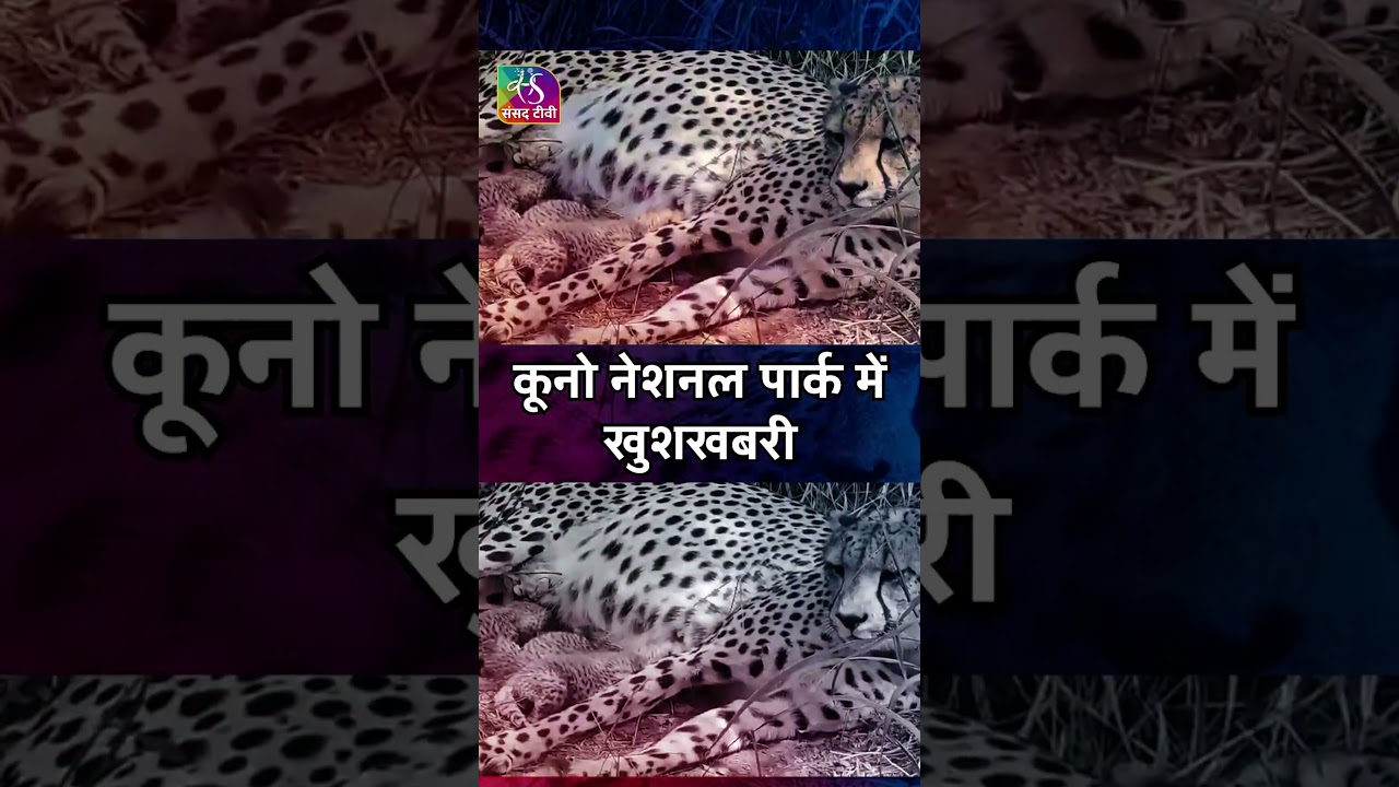 Another good news from #Kuno🐆🌿Kuno welcomes three new #cubs  #shorts