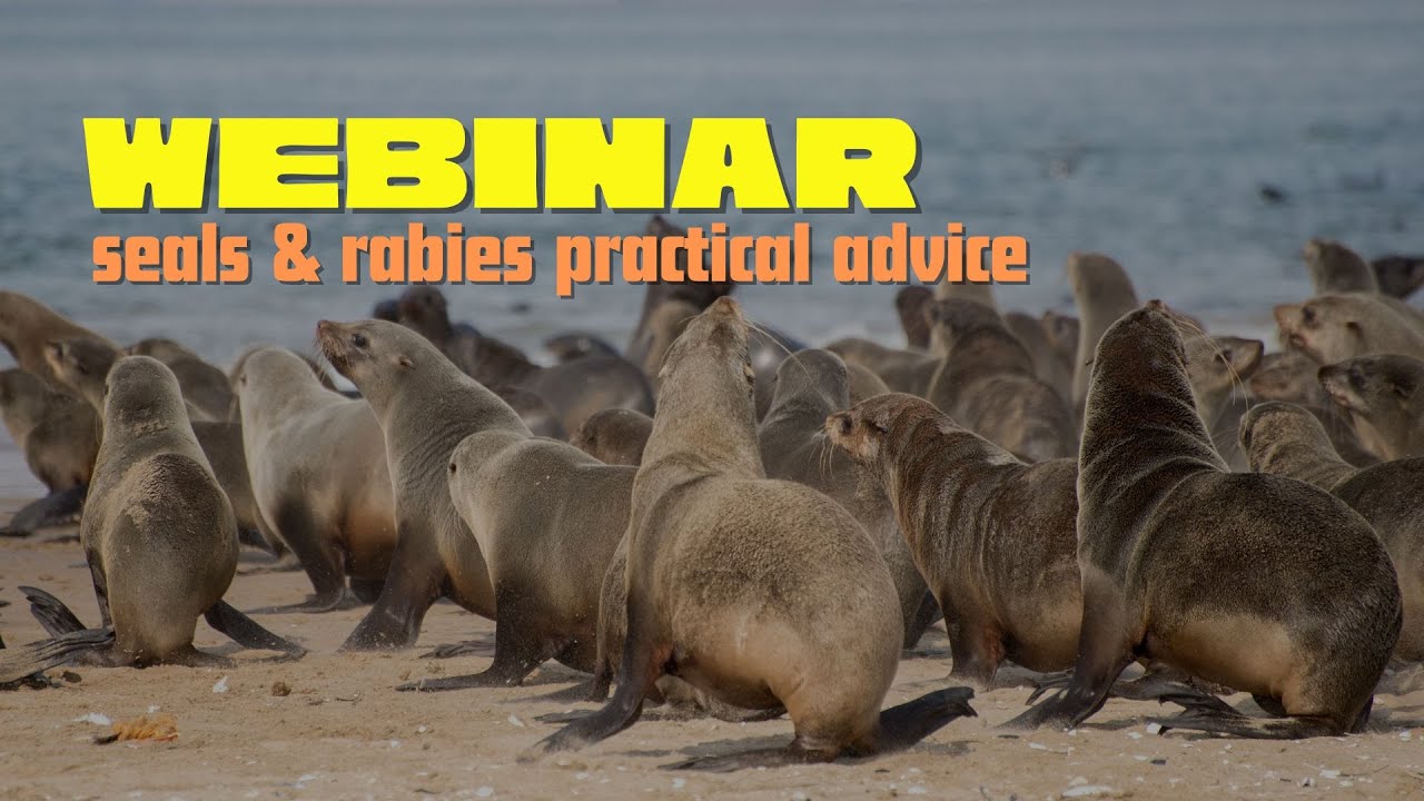 Seals & Rabies Practical Advice