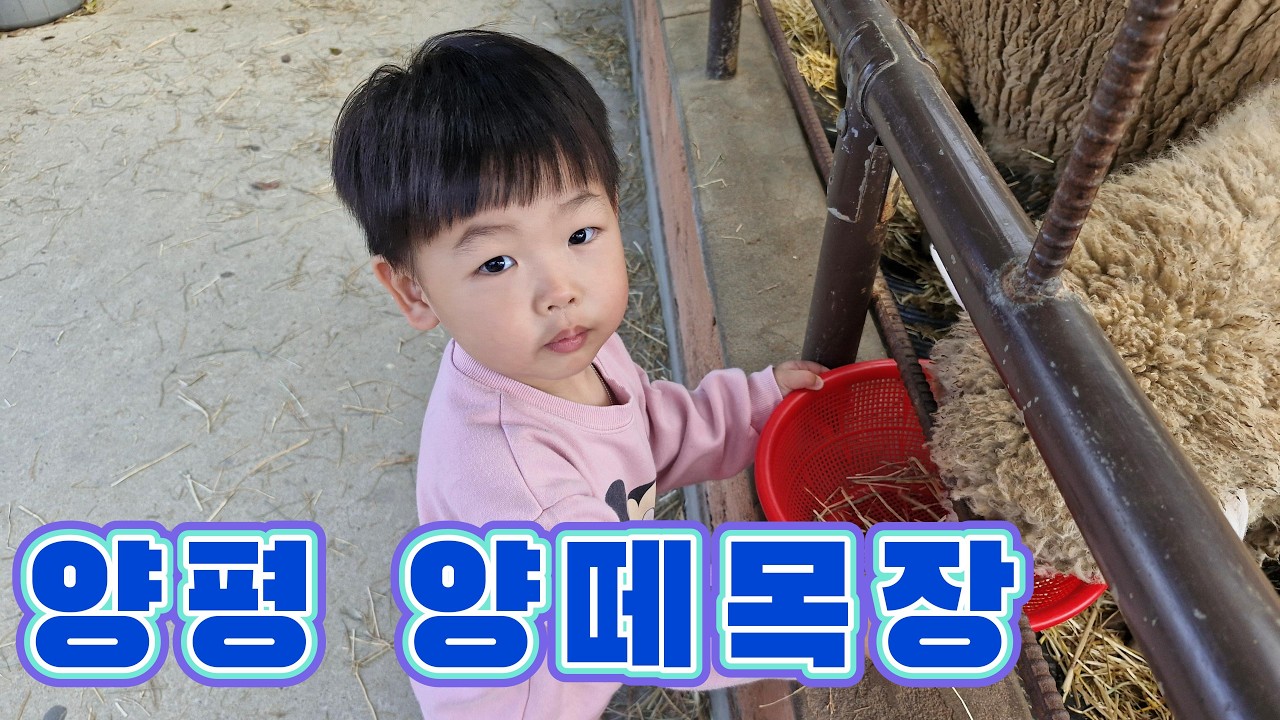 [2024.11.02] 양평 할머니댁 놀러 가서 양떼목장 다녀왔던 이야기