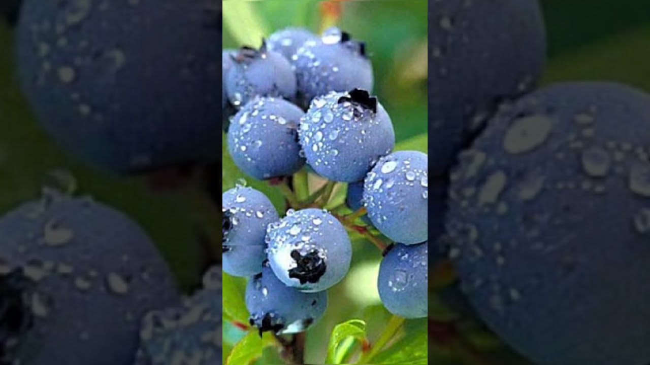 Baraba fruit