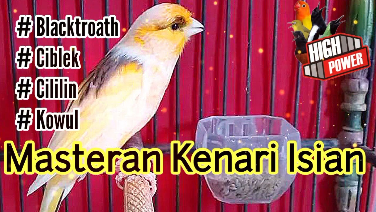 Kenari Isian Paling Di Cari Nembak Blacktroath,Ciblek,Cililin,Sikatanlondo