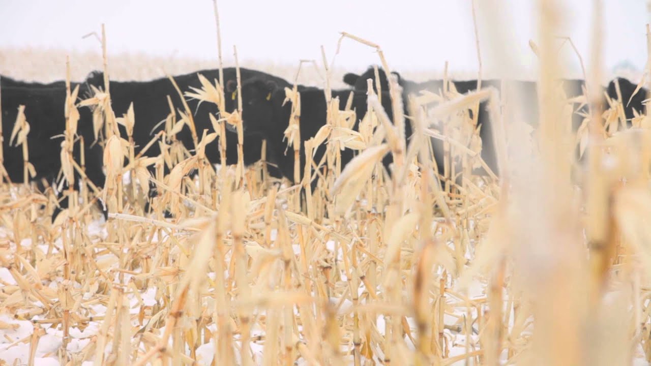 Winter Grazing Systems: Agronomics of Crop Production
