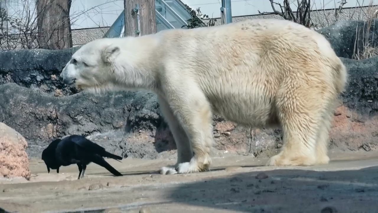 2026.1.31(土)のクッキー　４　のんほいパーク