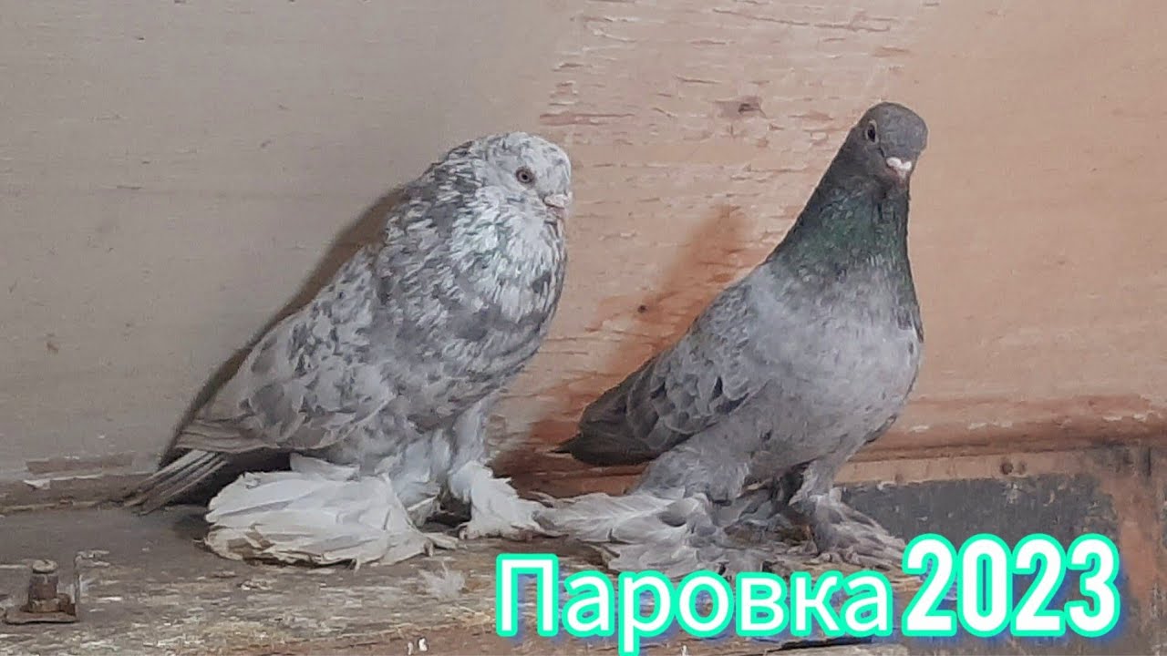 Паровка голубей 2023. КЗ поясные и СА цветных. Постройка гнёзд, Весенние будни Голубевода.