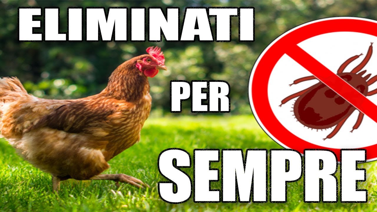 PIDOCCHI POLLINI - PIDOCCHI DELLE GALLINE