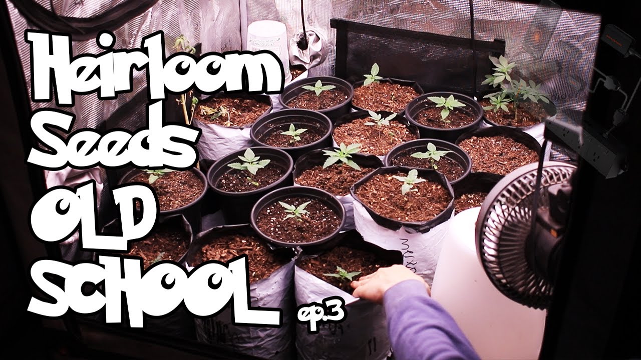 САМЫЕ БОЛЬШИЕ ЗАБЛУЖДЕНИЯ О ПОЛИВЕ СОРНЯКОВ!!! Heirloom Ep3 #SpiderFarmerAGSGG5SensorPro