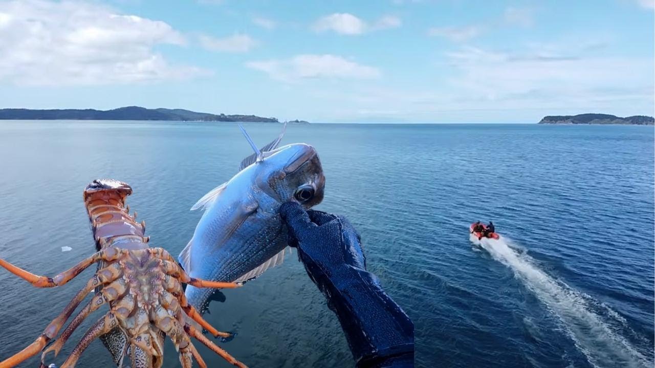 Freediving & Spearfishing for Crayfish and Snapper in Auckland's Hauraki Gulf. Eat what you catch