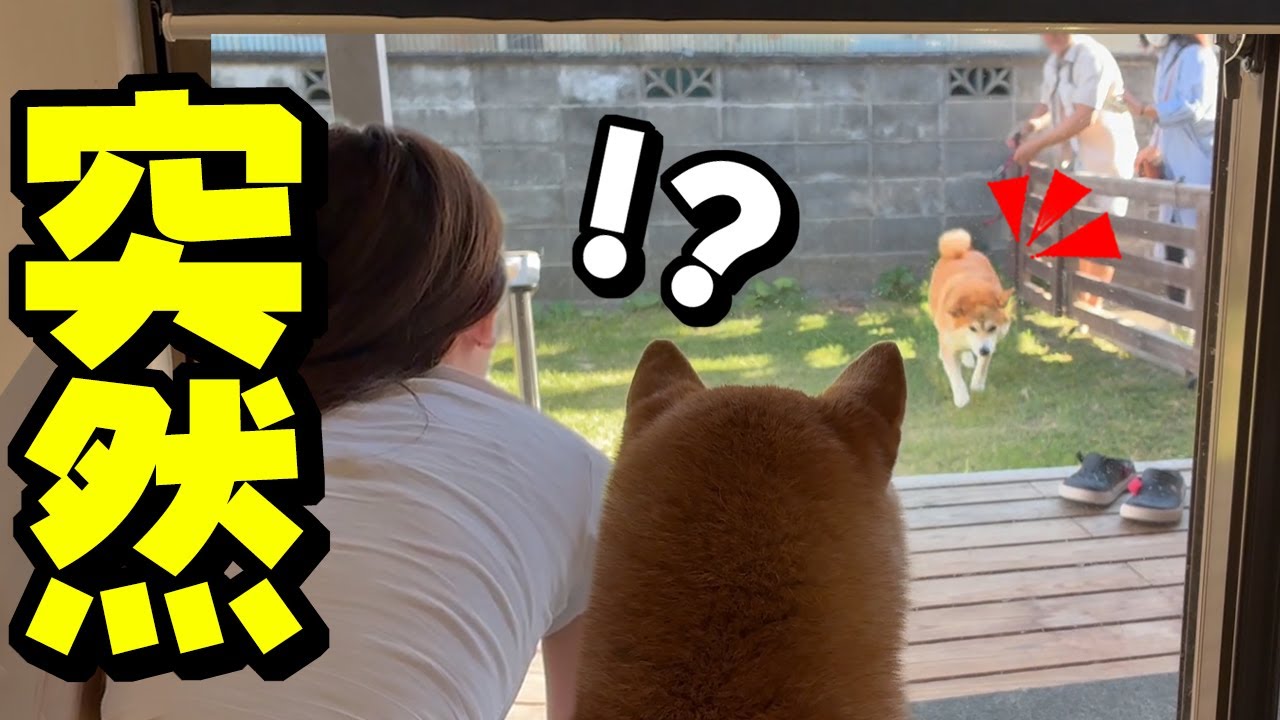 離れ離れになった姉犬が庭に突然現れたら…妹犬の反応がこちらです…